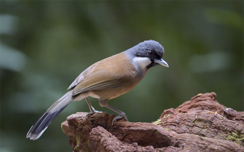 White-cheeked Laughingthrush (Pterorhinus vassali) at Da Lat Bird Hides - Southern Vietnam. Photo by: Bui Duc Tien - Vietnam Bird Photography Tours - Vietbirdphototours.com
